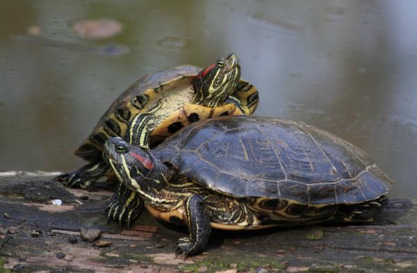 12 invasiivista lajia Argentiinassa ja niiden seuraukset - 8. Red-eared slider (Trachemys scripta elegans)