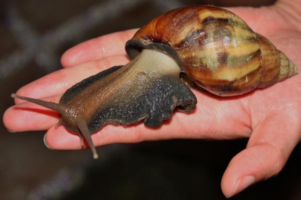 12 invasiivista lajia Argentiinassa ja niiden seuraukset - 12. Afrikkalainen jättietana (Achatina fulica)