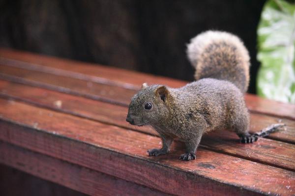 12 invasiivista lajia Argentiinassa ja niiden seuraukset - 7. Puna -vatsa -orava (Callosciurus erythraeus)