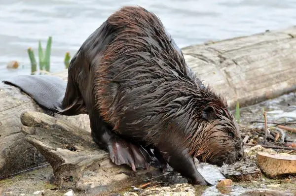 12 invasiivista lajia Argentiinassa ja niiden seuraukset - 2. Kanadan majava (Castor canadensis)