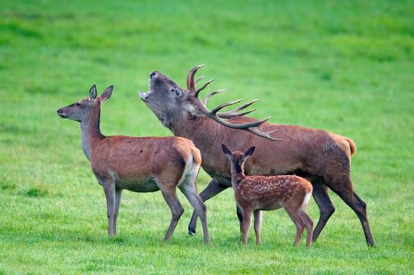 12 invasiivista lajia Argentiinassa ja niiden seuraukset - 9. Punahirvi (Cervus elaphus)