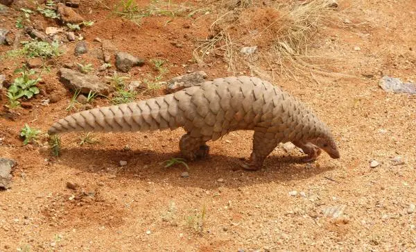 Eläimet suomuilla - Nimet ja uteliaisuudet - 2. Pangolin