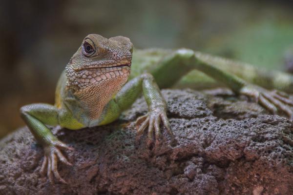 Eläimet suomuilla - Nimet ja uteliaisuudet - 7. Iguana