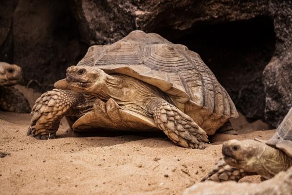 Eläimet, jotka elävät luolissa ja koloissa - afrikkalainen kannustettu kilpikonna (Centrochelys sulcata)