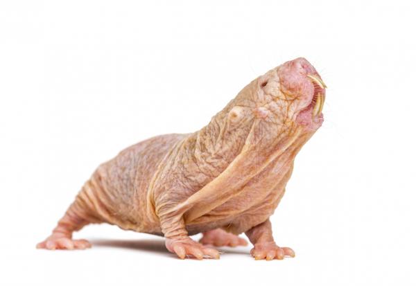 Luolissa ja koloissa elävät eläimet - Alaston myyrärotta (Heterocephalus glaber)