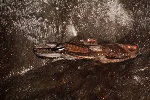 Eläimet, jotka elävät luolissa ja koloissa - Guácharo (Steatornis caripensis)