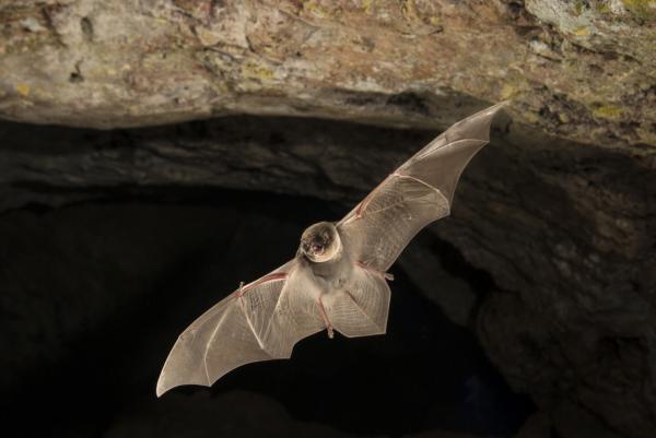 Luolissa ja koloissa elävät eläimet - Luolalepakko (Miniopterus schreibersii)