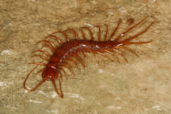 Luolissa ja koloissa elävät eläimet - Cyber-satajalkaiset (Eupolybothrus cavernicolus)