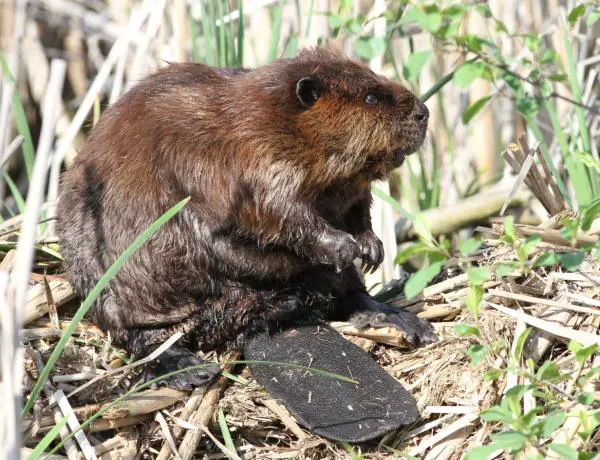 Eläimet, jotka elävät luolissa ja koloissa - amerikkalainen majava (Castor canadensis)