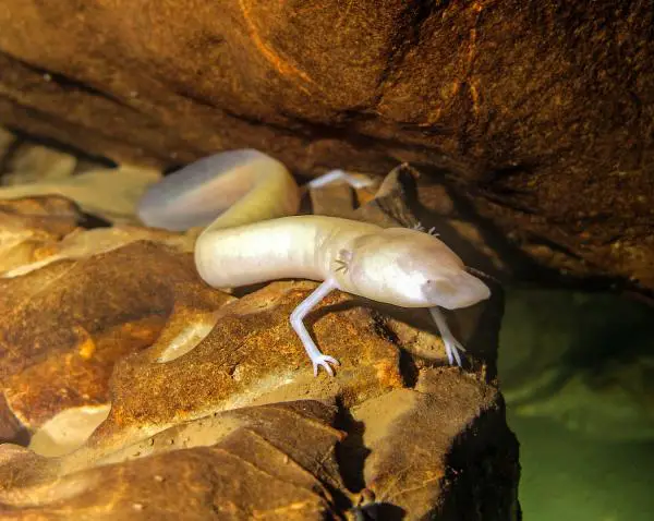Eläimet, jotka elävät luolissa ja koloissa - Proteus (Proteus anguinus)
