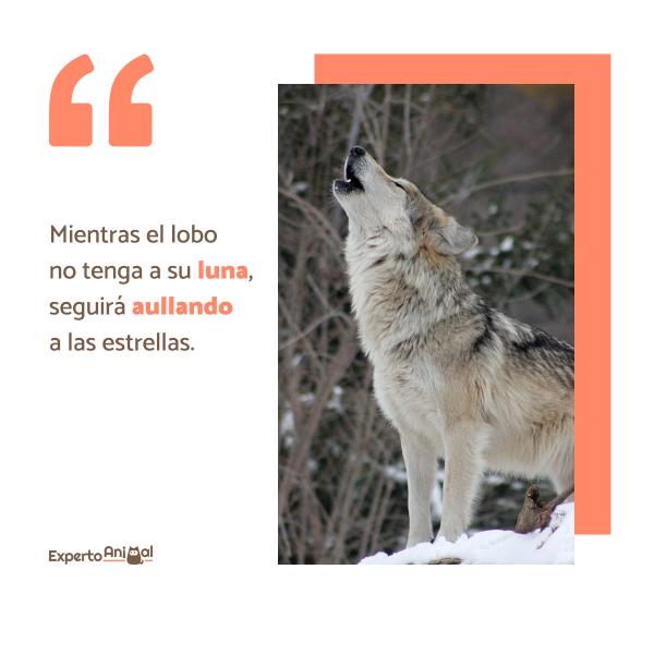 Wolves-lauseet - Yksinäiset susilausekkeet