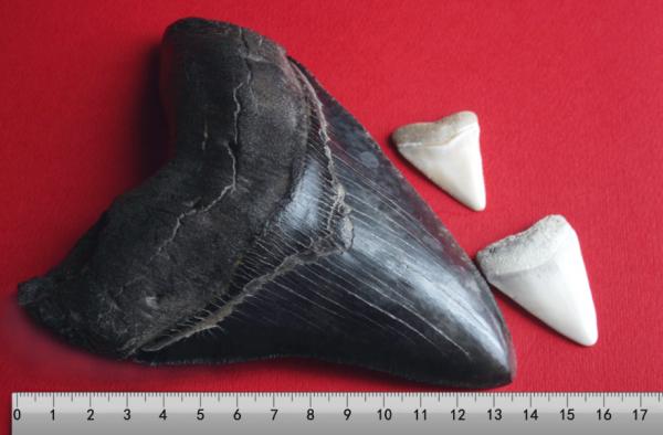 Miksi Megalodon kuoli sukupuuttoon?  - Megalodonin hampaat