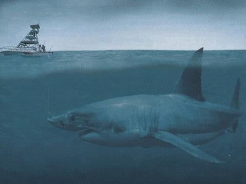 Miksi Megalodon kuoli sukupuuttoon?  - Megalodon-hai ja sen ominaisuudet