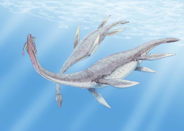 Meridinosaurusten tyypit - Nimet ja valokuvat - plesiosaurukset