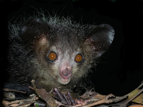 Madagaskarin eläimet - 5. Aye-aye