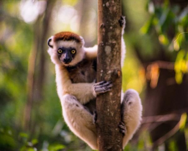 Madagaskarin eläimet - 8. Sifaca de Verreaux