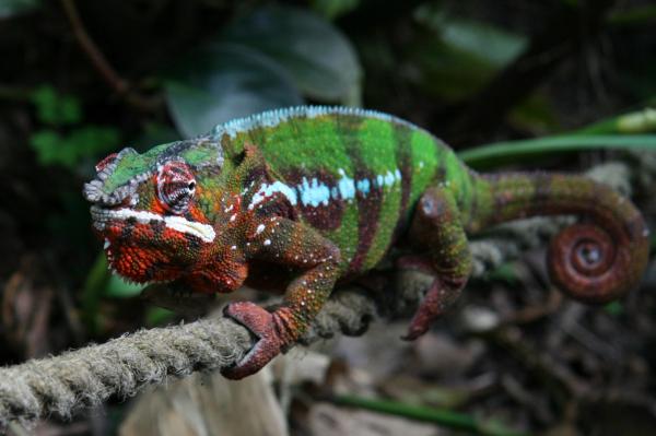 Madagaskarin eläimet - 2. Panther Chameleon