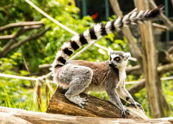 Madagaskarin eläimet - 1. Lemur 