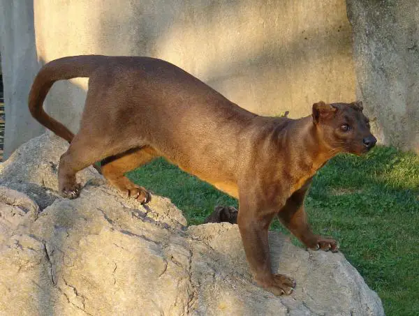 Madagaskarin eläimet - 4. Fossa 