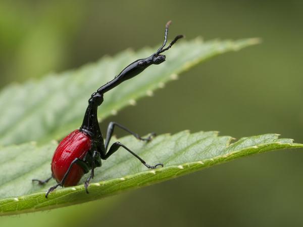 Animals of Madagascar - 6. Giraffe Weevil