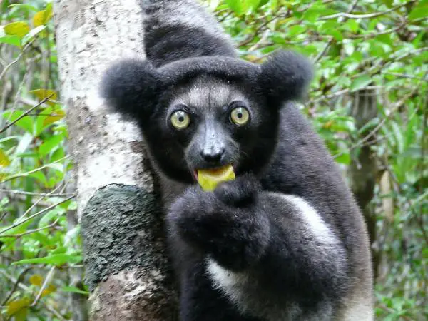 Madagaskarin eläimet - 9. Indri