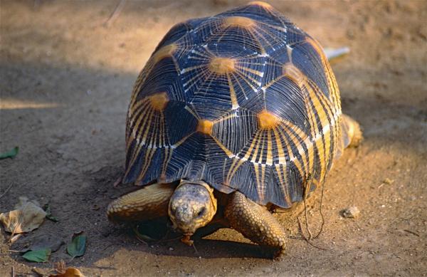 Madagaskarin eläimet - 11. Radiated Tortoise
