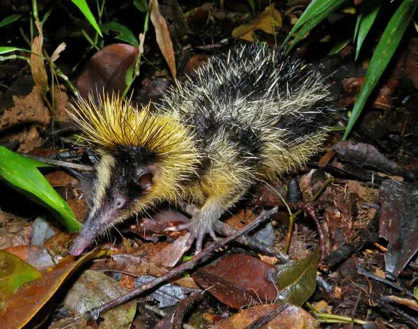 Madagaskarin eläimet - 13. Tenrec