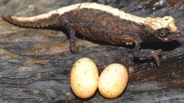 Madagaskarin eläimet - 15. Nosy Hara Chameleon