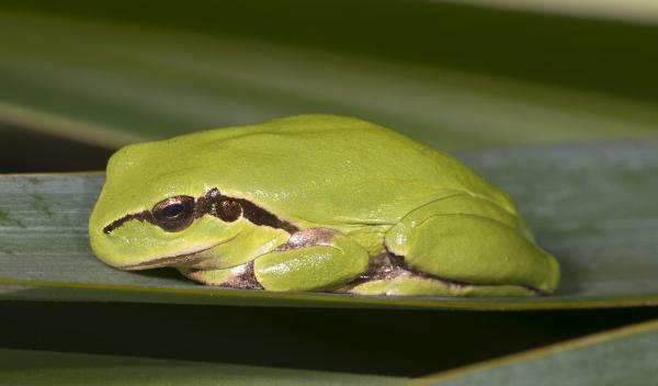 Välimeren metsän eläimistö - eteläinen sammakko
