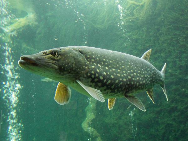Välimeren metsän eläimistö - eurooppalainen hauki
