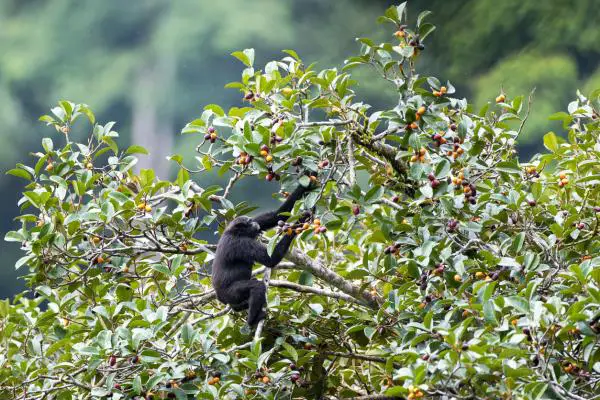 Aasian eläimet - 1. Ketterä tai mustakätinen gibbon 