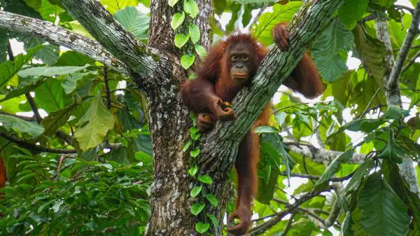 Aasian eläimet - 4. Bornean Orangutan 
