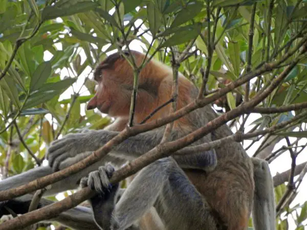 Aasian eläimet - 6. Proboscis Monkey