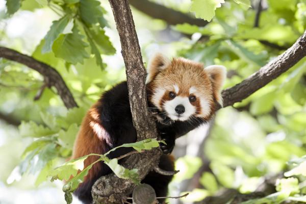 Aasian eläimet - 8. Punainen panda