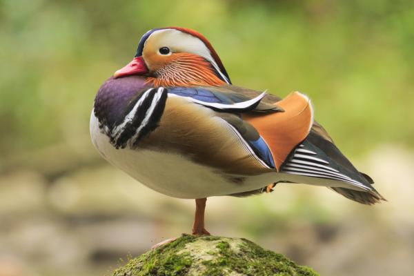 Aasian eläimet - 7. Mandarin Duck