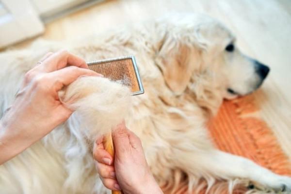 Kuinka estää kotini haisemasta koiralta?  - 1. Koiran hygieniaohjelma