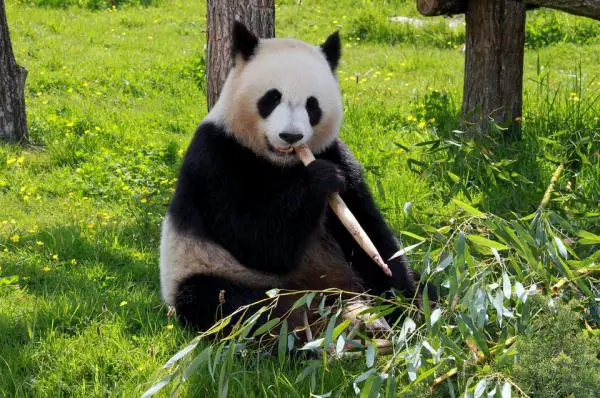 Lasten suosikkieläimet - Panda Bear