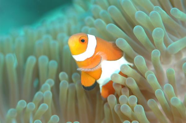 Lasten suosikkieläimet - Clownfish