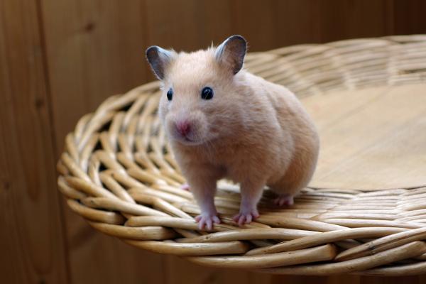 Lasten suosikkieläimet - Hamsteri