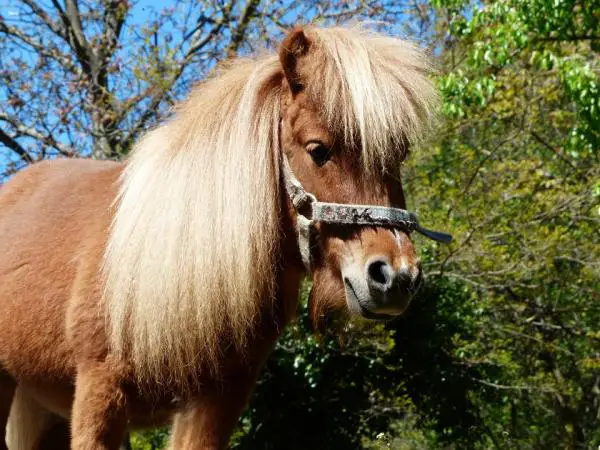 Lasten suosikkieläimet - Poni