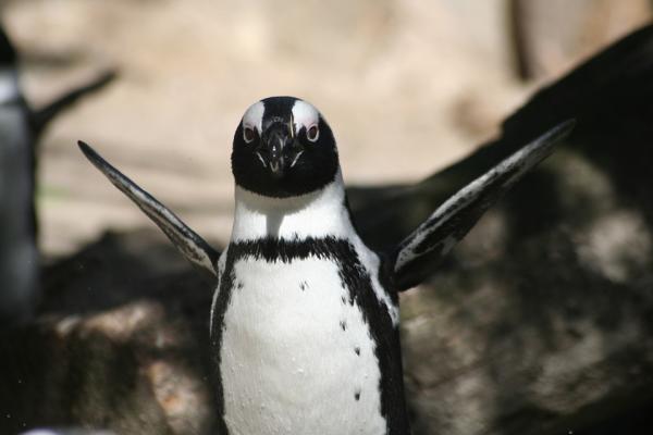 Lasten suosikkieläimet - Pingviini