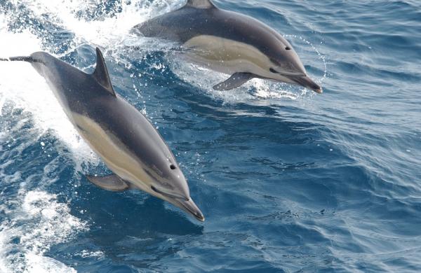 Lasten suosikkieläimet - delfiini