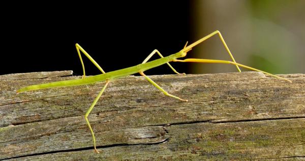 Lasten suosikkieläimet - Stick Bug