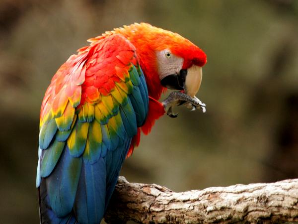 10 eksoottista Amazonin lintua - 5. Punainen ara