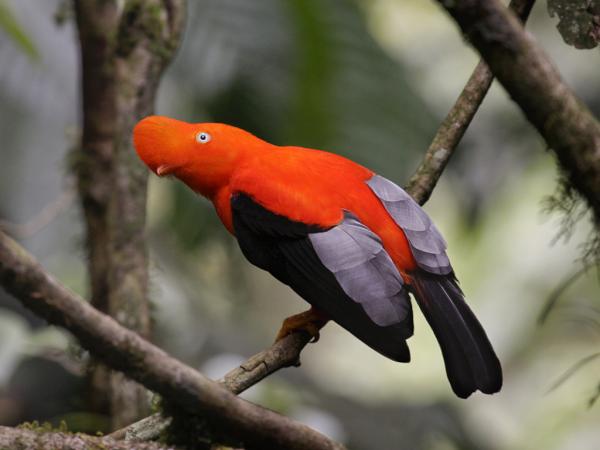 10 eksoottista Amazonin lintua - 3. Kalliokukko