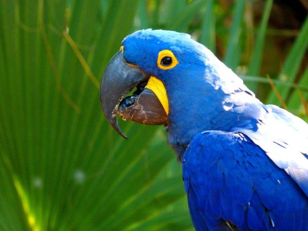 10 eksoottista Amazonin lintua - 1. Sininen ara