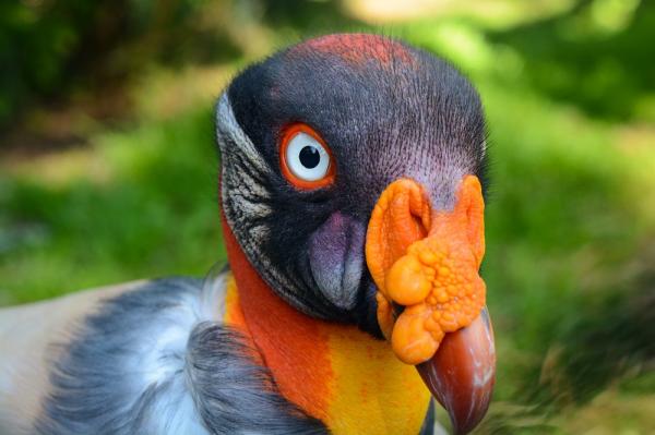 10 eksoottista Amazonin lintua - 10. King Vulture 