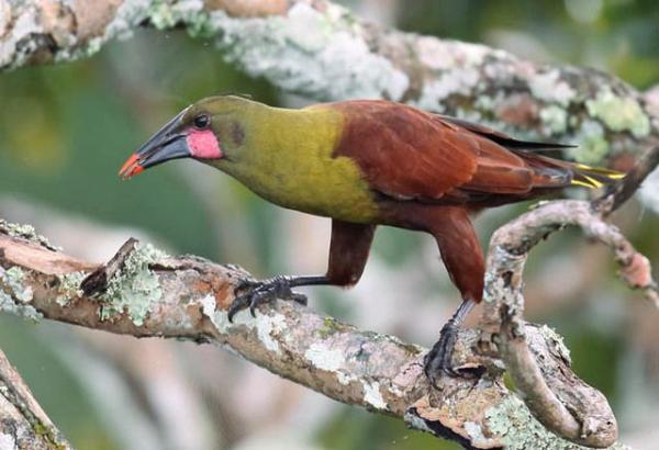 10 eksoottista Amazonin lintua - 9. Amazonin oriole