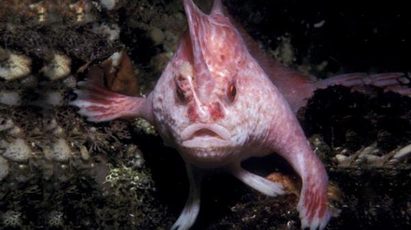 Maailman harvinaisin kala - 10. Vaaleanpunainen kala käsillä (Brachiopsilus dianthus)