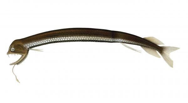 Maailman harvinaisin kala - 5. Lohikäärmekala (Stomias boa)